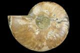 Cut & Polished Ammonite Fossil (Half) - Madagascar #157938-1